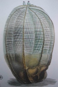 Euphorbia obesa, Cutis's B. M. 1903 London.